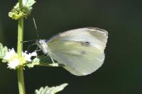 Pieris rapae