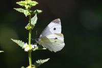 Pieris rapae
