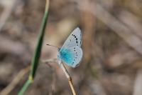 Glaucopsyche alexis