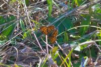 Boloria dia
