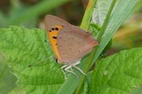 Lycaena phlaeas