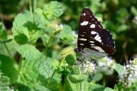 Limenitis reducta