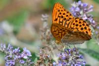 Argynnis paphia