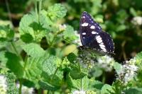 Limenitis reducta
