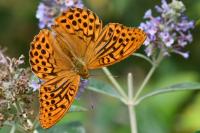 Argynnis paphia