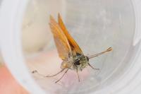 Thymelicus sylvestris