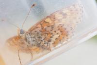 Melitaea didyma
