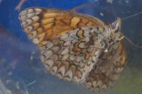 Melitaea phoebe