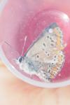 Aricia agestis