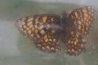 Melitaea phoebe