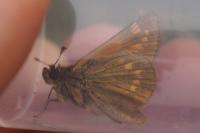 Ochlodes sylvanus
