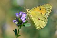 Colias crocea
