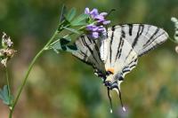Iphiclides podalirius