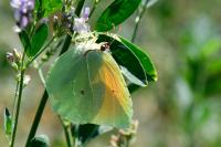 Gonepteryx cleopatra