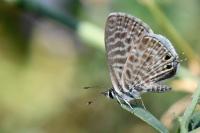 Leptotes pirithous