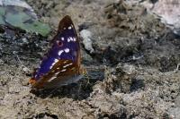 Apatura ilia
