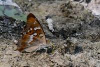 Apatura ilia