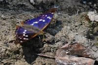Apatura ilia