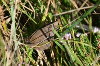 Minois dryas