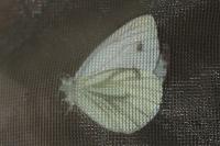 Pieris napi