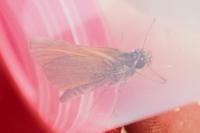 Thymelicus sylvestris