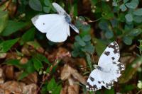 Pontia daplidice