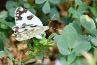 Pontia daplidice