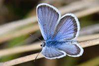 Plebejus argus
