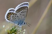 Plebejus argus