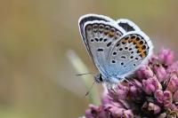 Plebejus argus