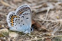Plebejus argus