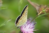 Lycaena tityrus
