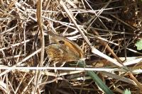 Pyronia tithonus