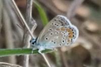 Polyommatus icarus