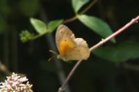 Maniola jurtina