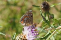 Polyommatus icarus