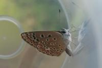 Polyommatus icarus