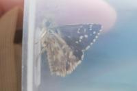 Pyrgus malvae