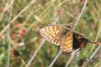 Melitaea parthenoides