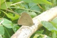Hyponephele lycaon