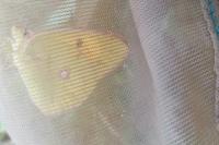 Colias crocea