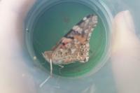 Vanessa cardui