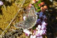 Pyrgus malvae / Pyrgus malvoides