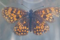 Melitaea athalia / Melitaea celadussa