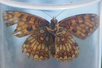 Melitaea athalia / Melitaea celadussa