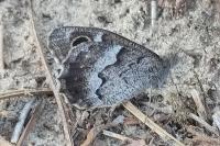 Hipparchia statilinus