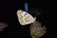 Pontia daplidice