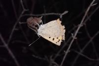 Lycaena phlaeas