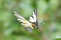 Iphiclides podalirius