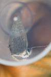 Leptotes pirithous